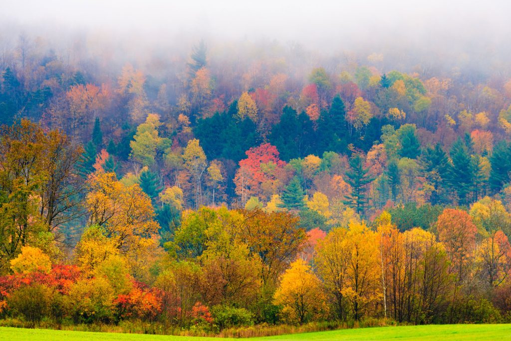 field-of-trees-during-fall-foliage-stowe-vermont-usa