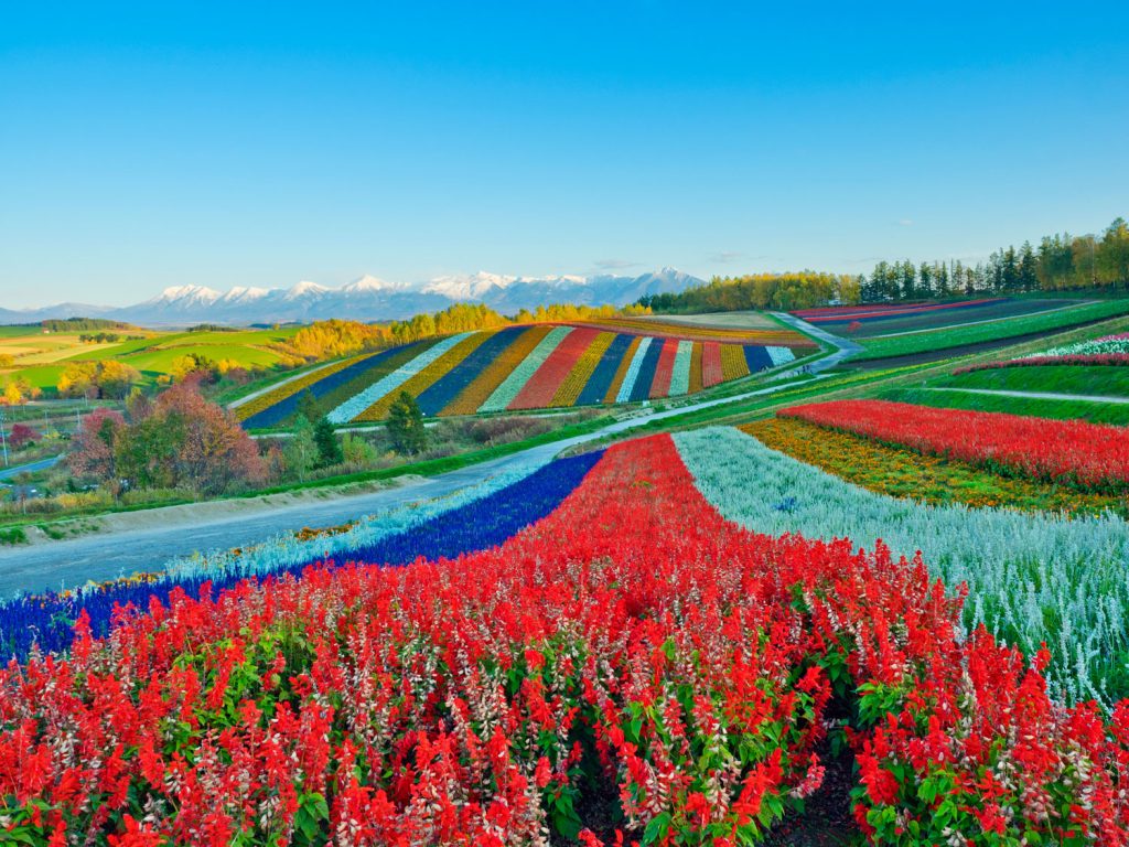 panoramic-flower-gardens-shikisai-hill-in-biei-japan