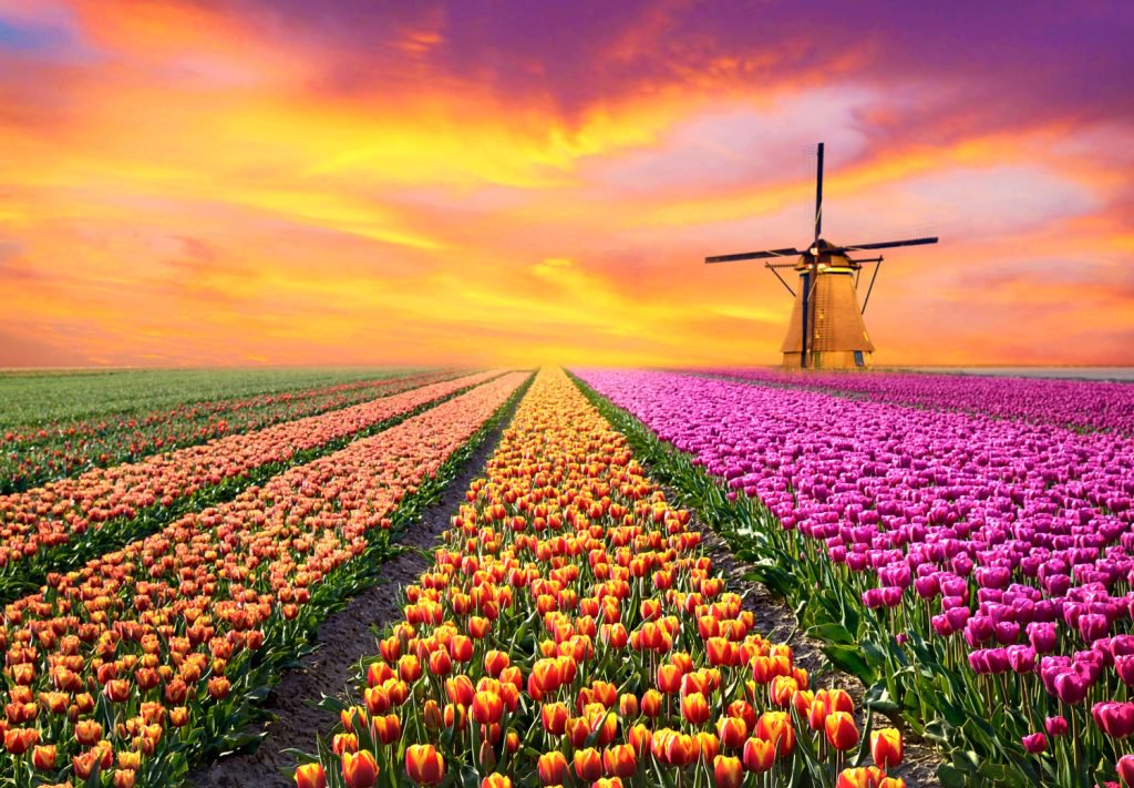 tulip-field-in-the-netherlands
