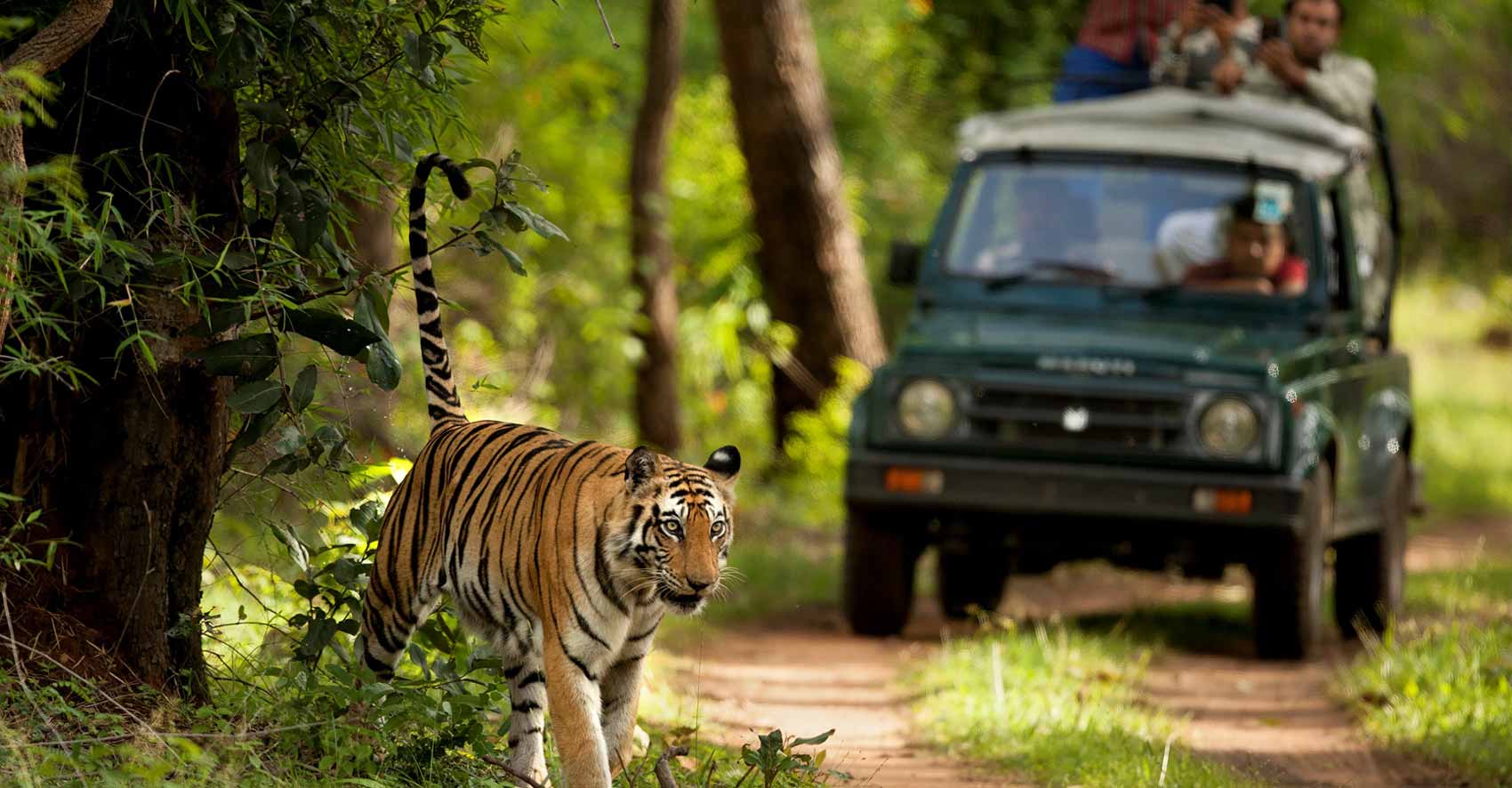 Safari in Jim Corbett National Park - Book Self Drive Cars Delhi